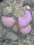 Image de Porites lobata Dana 1846