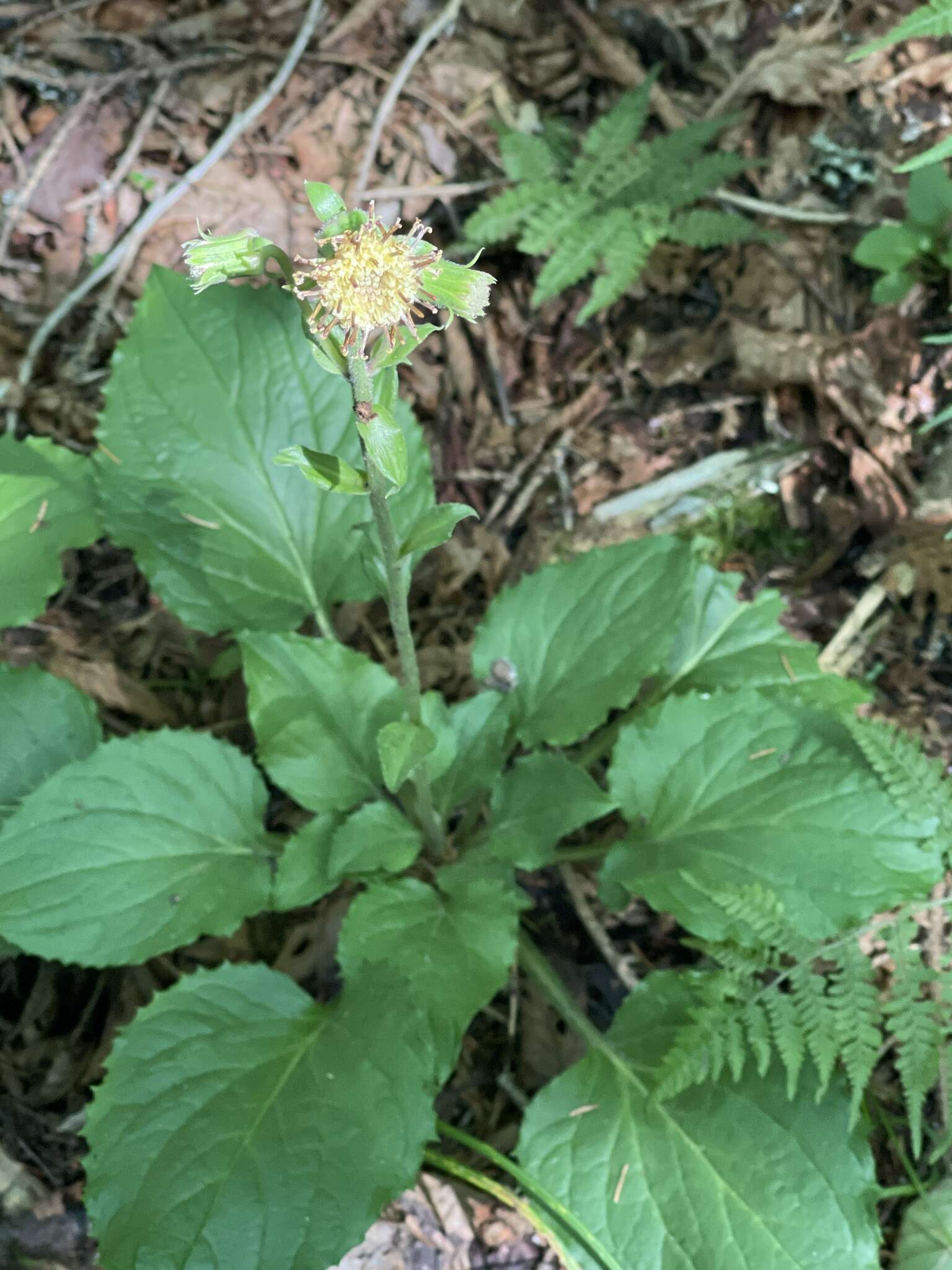 Image of Rugel's Indianplantain