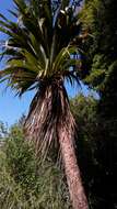 Image of Cordyline indivisa (G. Forst.) Endl.