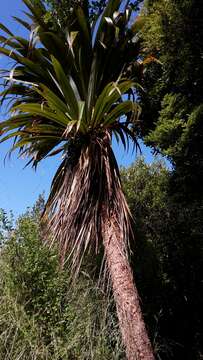 Image of Cordyline indivisa (G. Forst.) Endl.