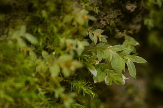 Image of Tozer's epipterygium moss