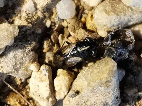 Image of Geocoris (Geocoris) lineolus (Rambur 1839)