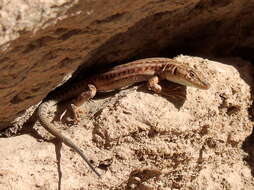 Image of Mount Sinai Lizard