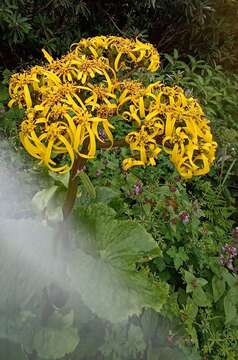 Image of Ligularia amplexicaulis (Wall.) DC.