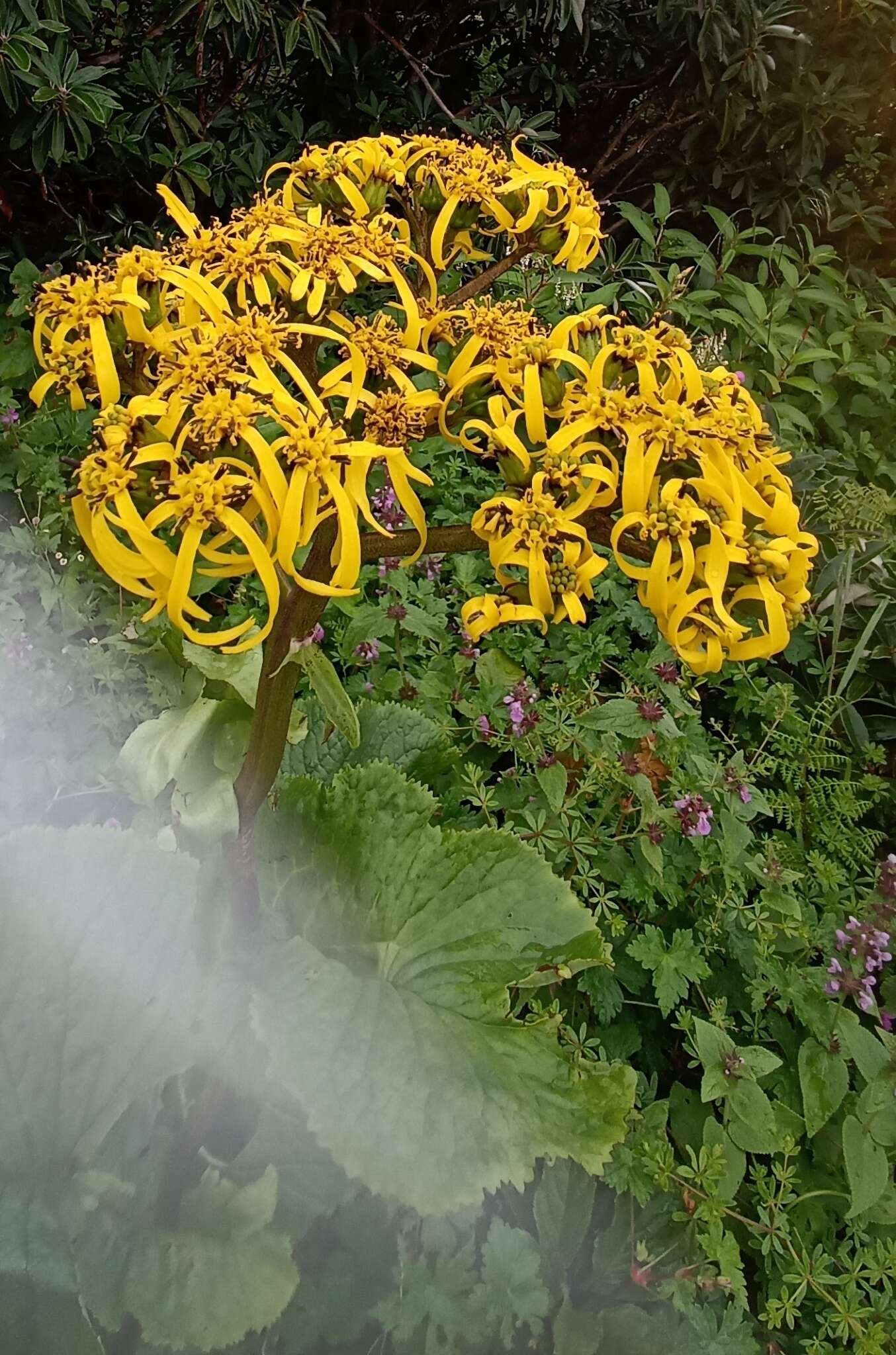 Image of Ligularia amplexicaulis (Wall.) DC.