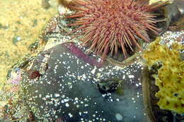 Image of Broad clingfish