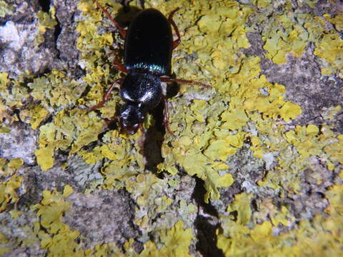 Слика од Ophonus (Hesperophonus) azureus (Fabricius 1775)