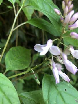 Polygala galpinii Hook. fil.的圖片