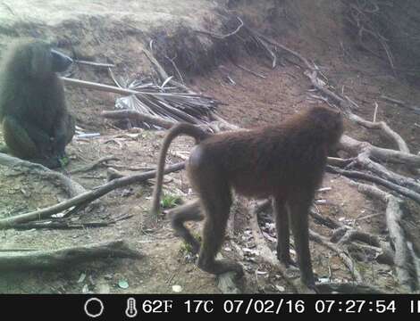 Image of Anubis Baboon