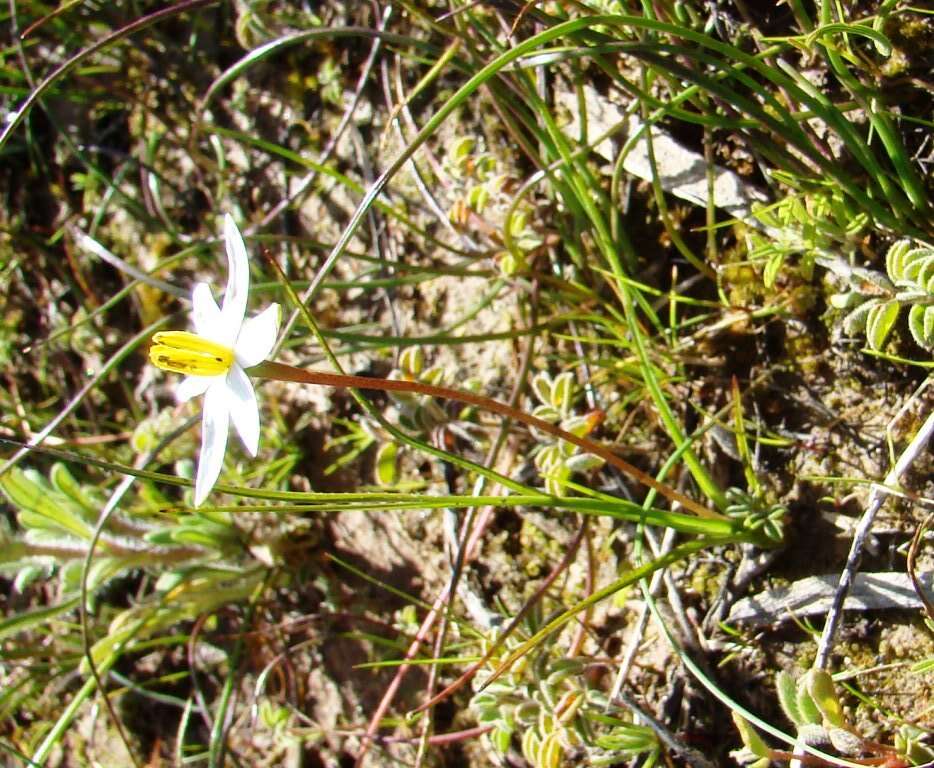 Image of Pauridia serrata (Thunb.) Snijman & Kocyan