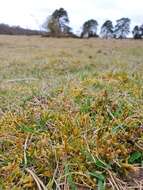 Image of Golden Tundra-moss