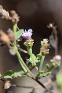 Image of Chromolaena sagittata (A. Gray) R. King & H. Rob.