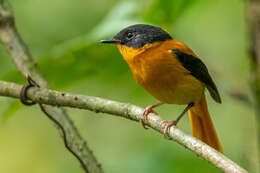 Image of Black-and-orange Flycatcher