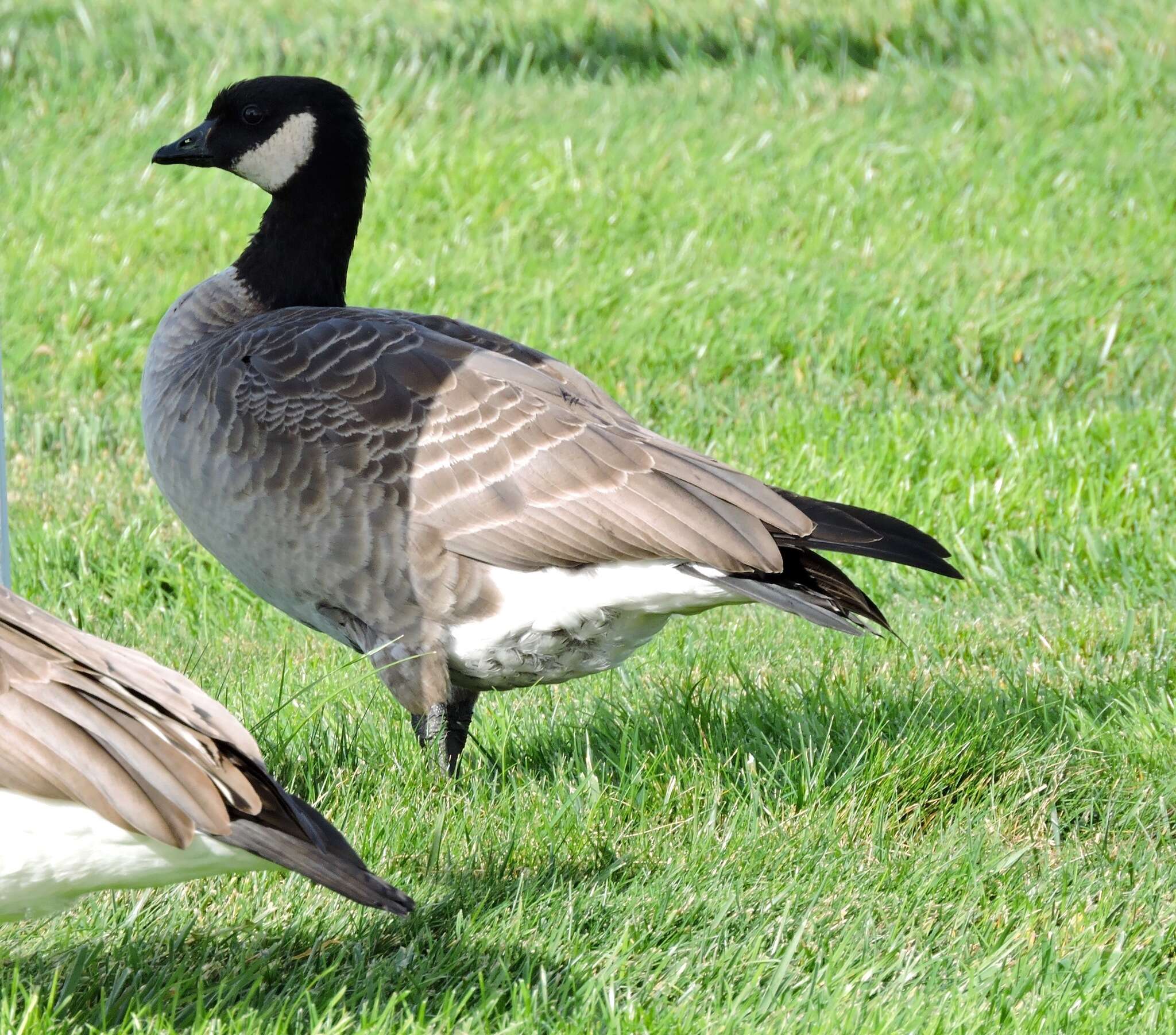 Plancia ëd Branta hutchinsii (Richardson 1832)