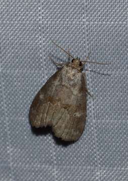 Image of Dotted Graylet Moth