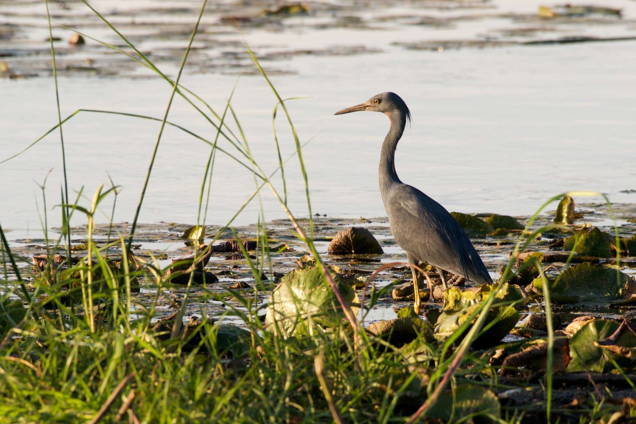 Image of Slaty Egret