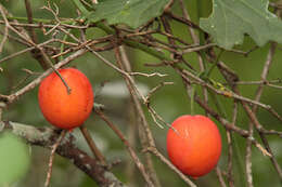 Image of Ibervillea lindheimeri (A. Gray) Greene