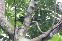 Image of Red-crowned Barbet