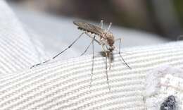 صورة Aedes camptorhynchus (Thomson 1869)