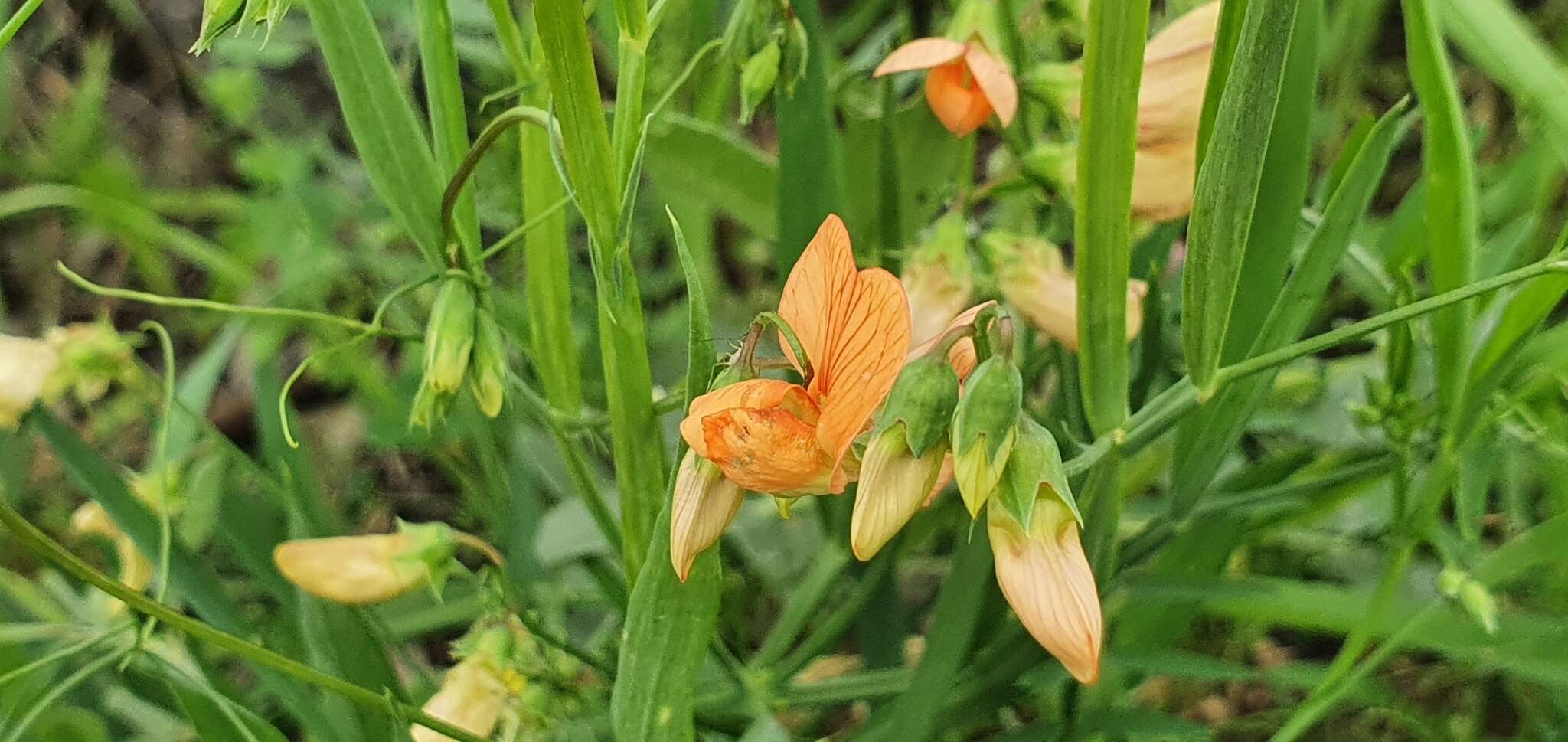 Imagem de Lathyrus hierosolymitanus Boiss.