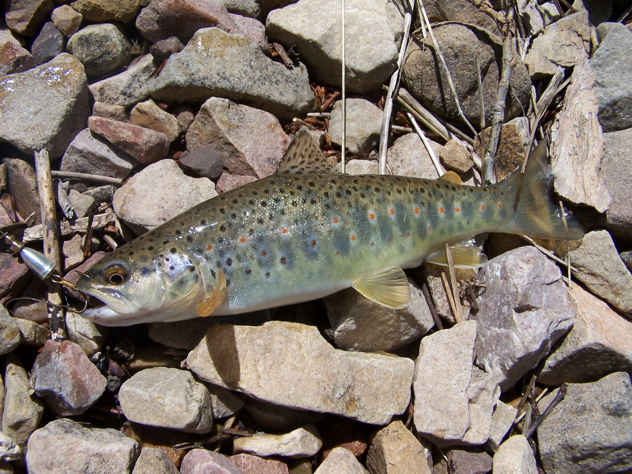 Image of Brown Trout