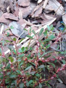 صورة Polygonum humifusum Mert. ex C. Koch