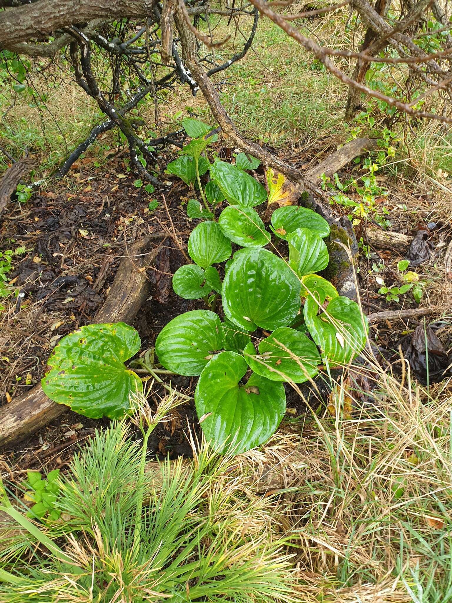 Image of giant forget-me-not