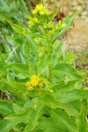 Image of Solidago multiradiata subsp. paramuschirensis (Barkalov) V. N. Voroschilov