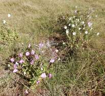 Image of large white petunia