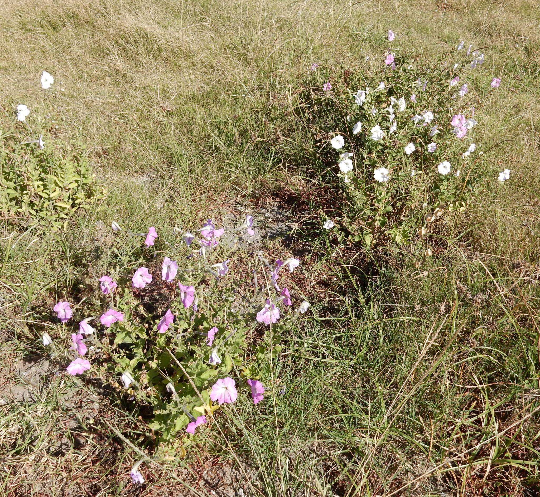 Image of large white petunia