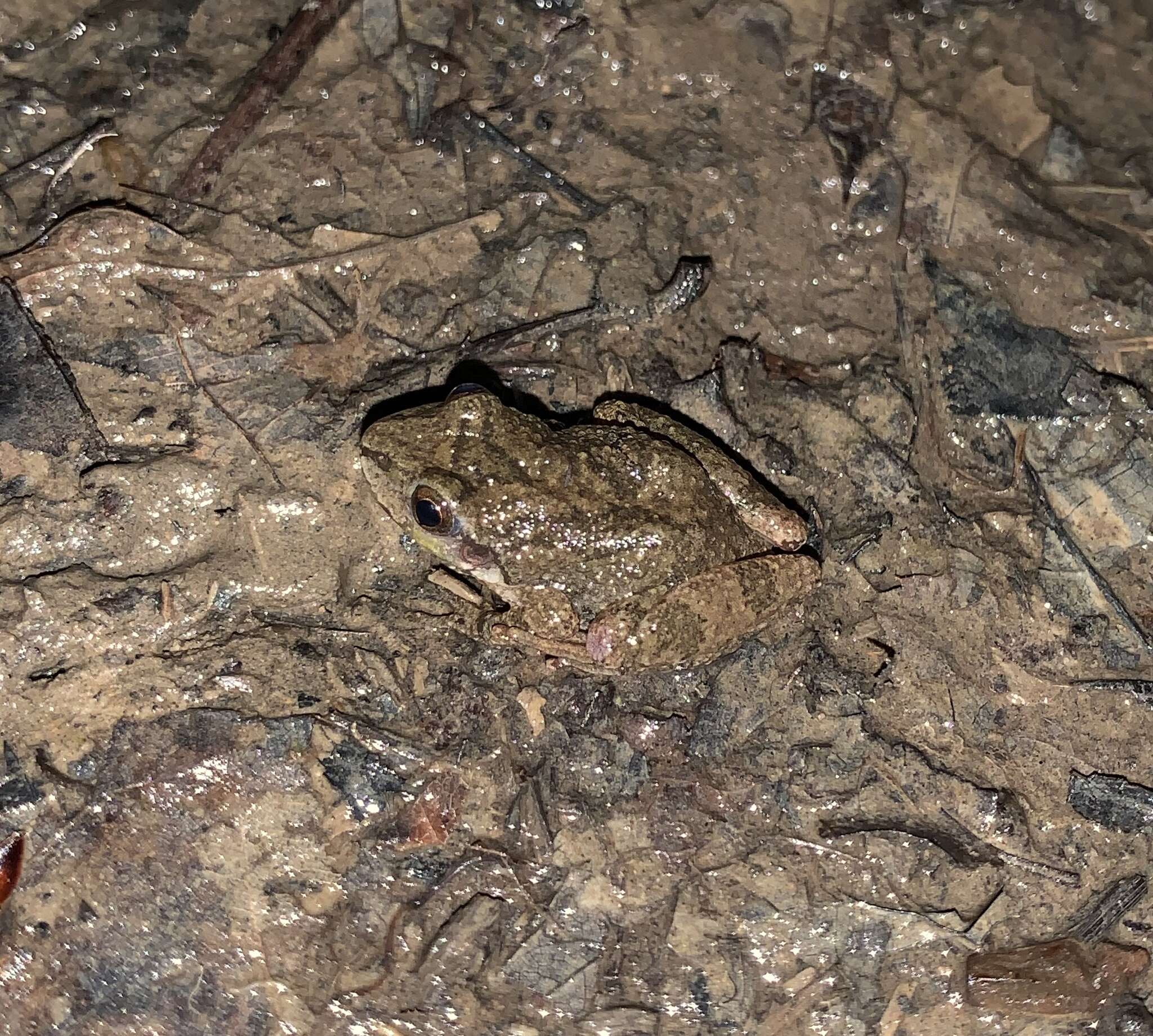 Image of Mountain Chorus Frog