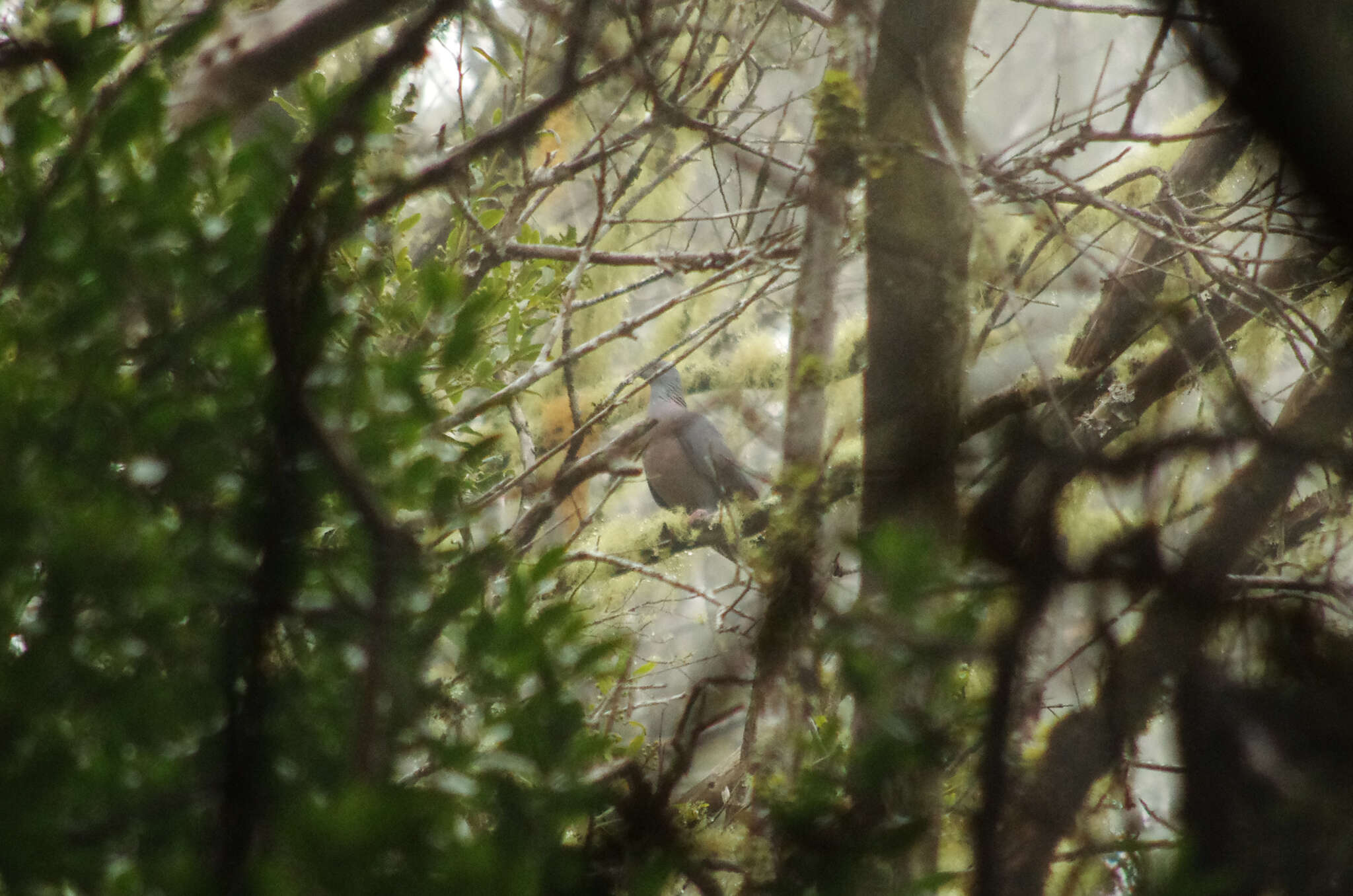 Image of Bolle's Laurel Pigeon