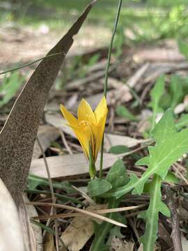 Image of Romulea bulbocodium var. crocea (Boiss. & Heldr.) Baker