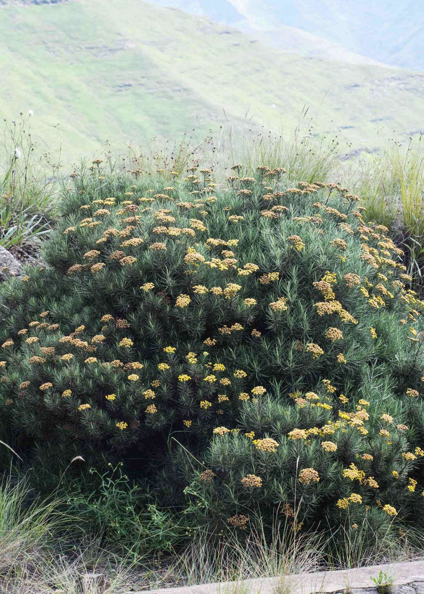 Image of Inulanthera thodei (Bolus) M. Källersjö