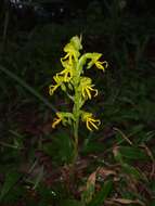 Habenaria marginata Colebr. resmi