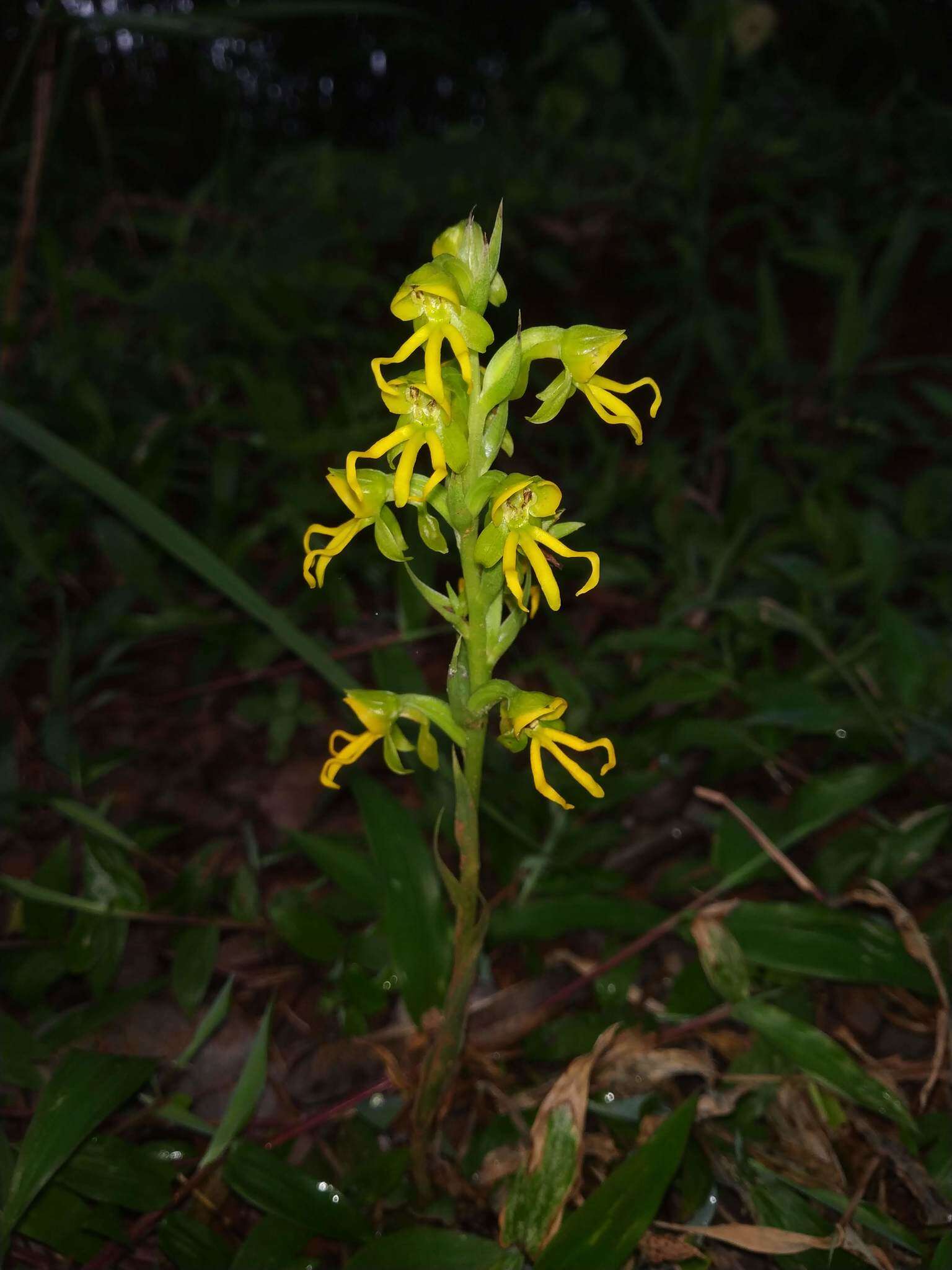 Habenaria marginata Colebr. resmi