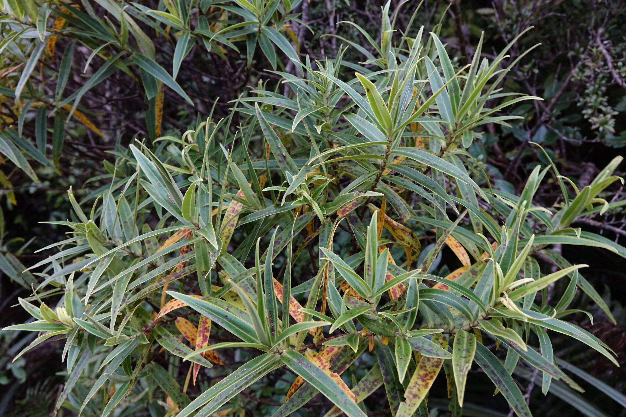 Image of Veronica corriganii (Carse) Garn.-Jones