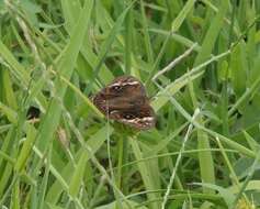 Sivun Junonia stemosa kuva