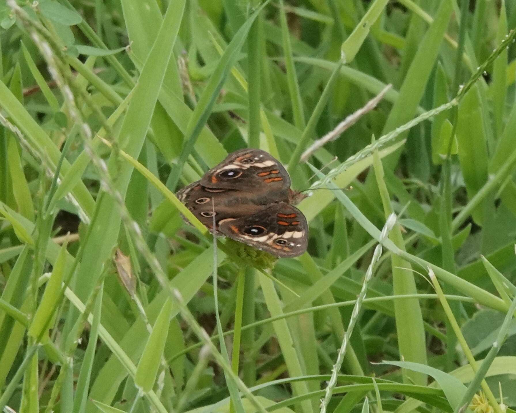 Sivun Junonia stemosa kuva