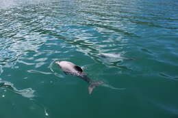 Image of Hector's Dolphin