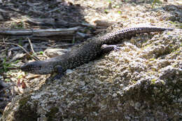 Image of Cunningham's skink