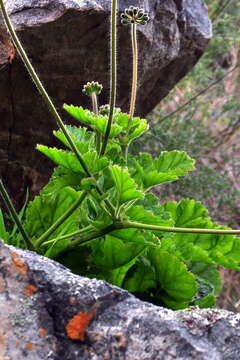 Pelargonium lobatum (Burm. fil.) L'Her. resmi