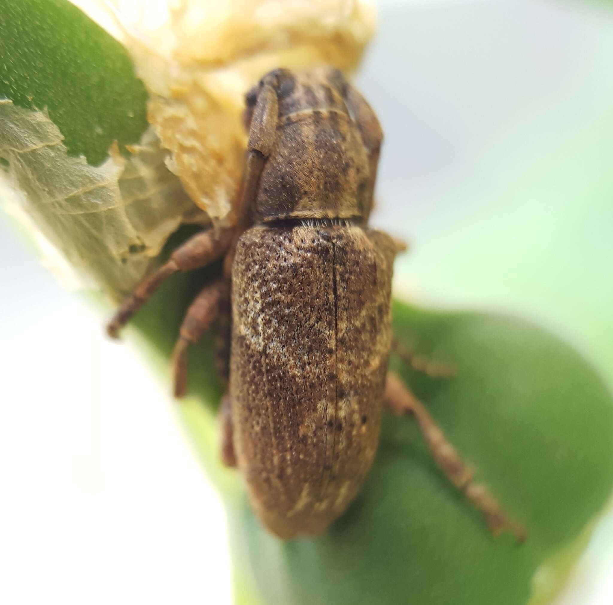 Image of Pterolophia (Hylobrotus) tuberculatrix (Fabricius 1781)