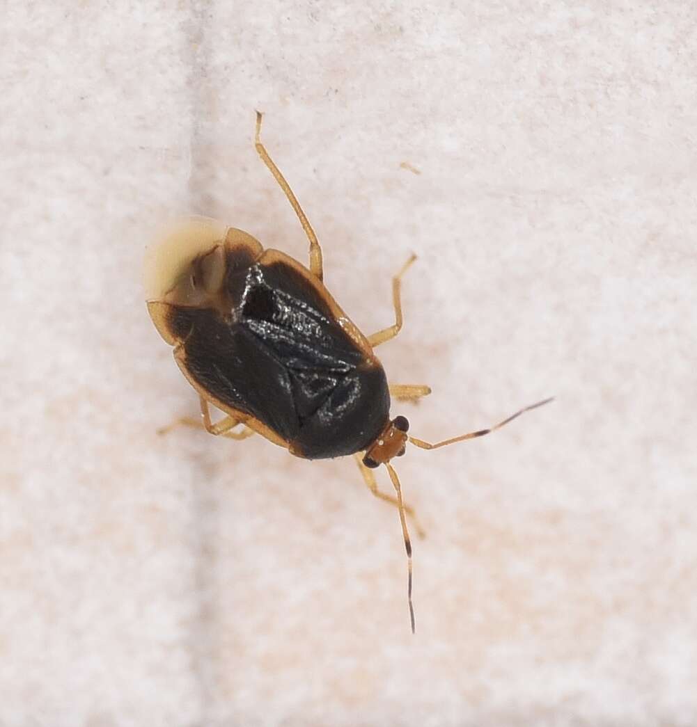 Image of Monalocoris filicis (Linnaeus 1758)