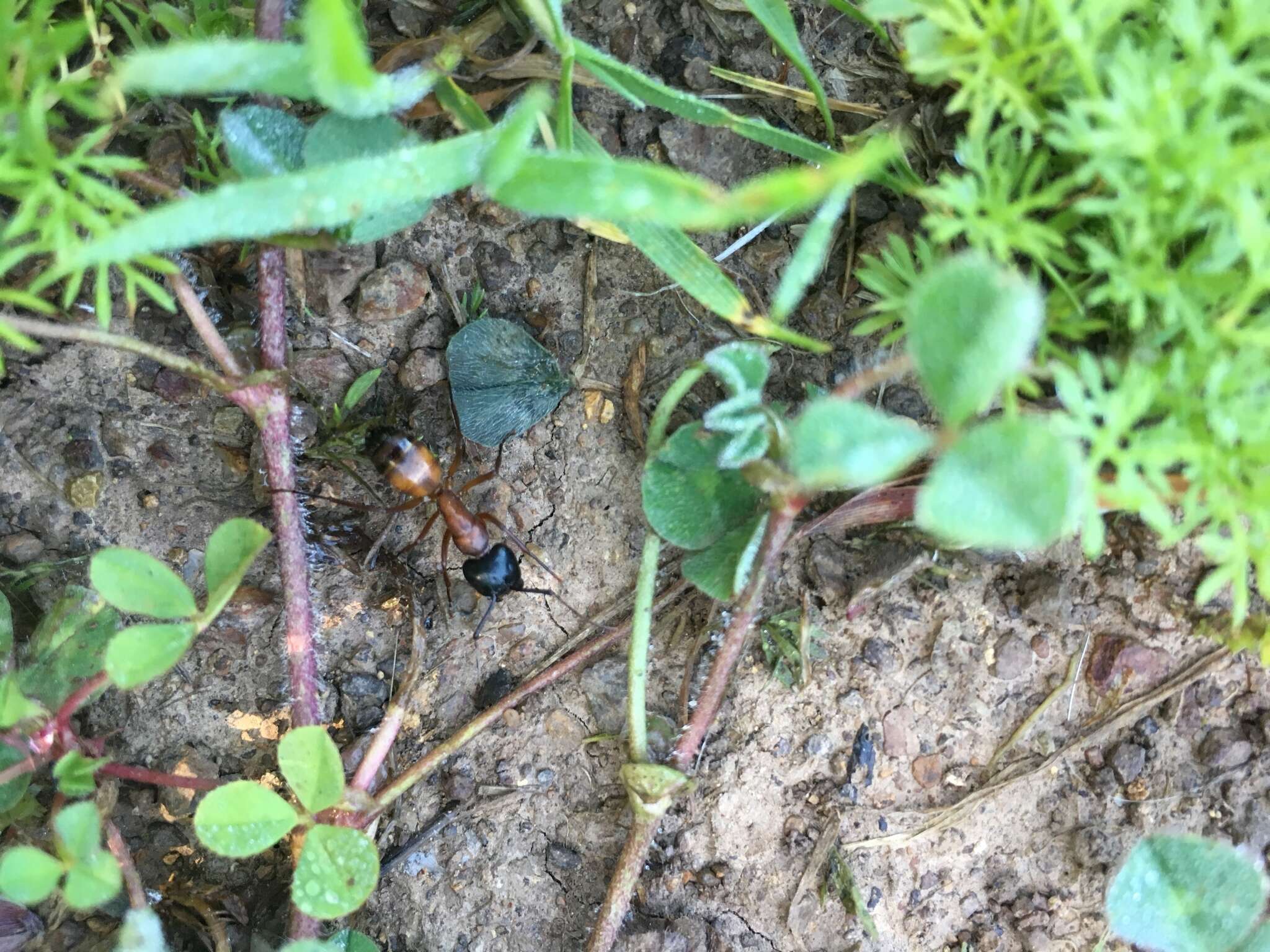 Image of Camponotus semitestaceus Snelling 1970