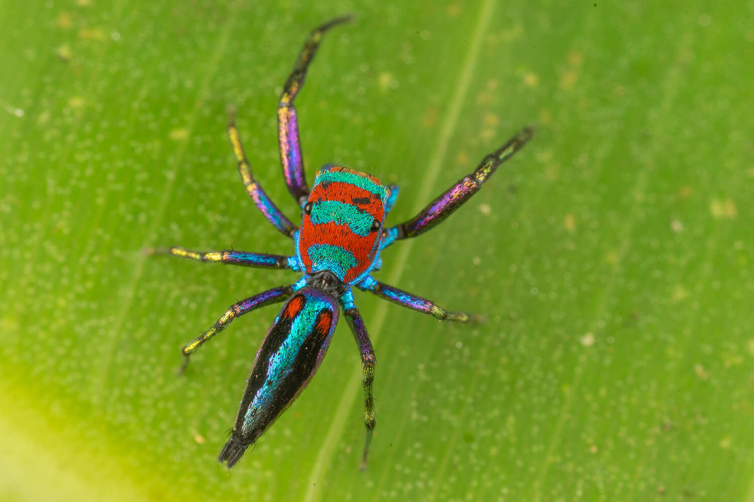 Image of Chrysilla lauta Thorell 1887