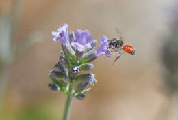 Imagem de Osmia andrenoides Spinola 1808