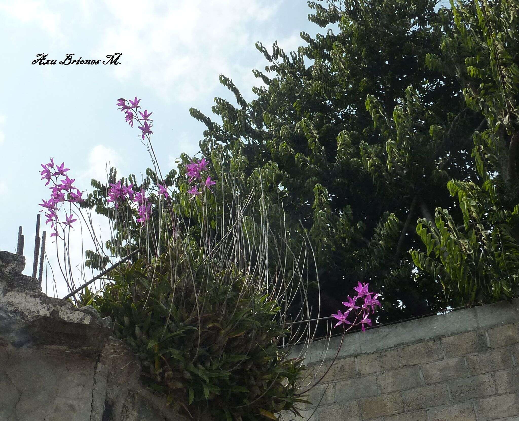 Image of Laelia autumnalis (Lex.) Lindl.