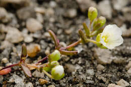 Image of One-Flower Stitchwort