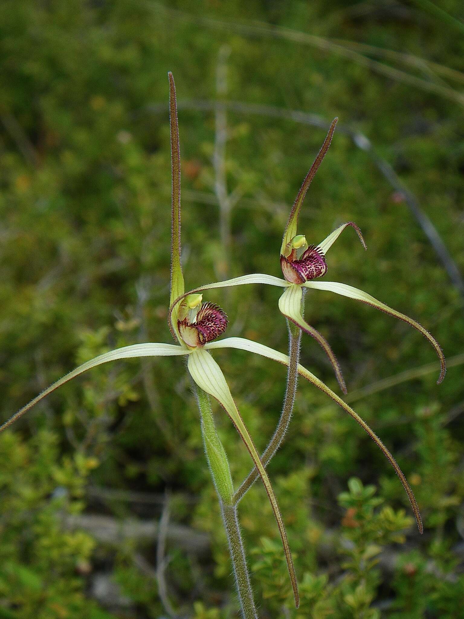 Image of Scented spider orchid